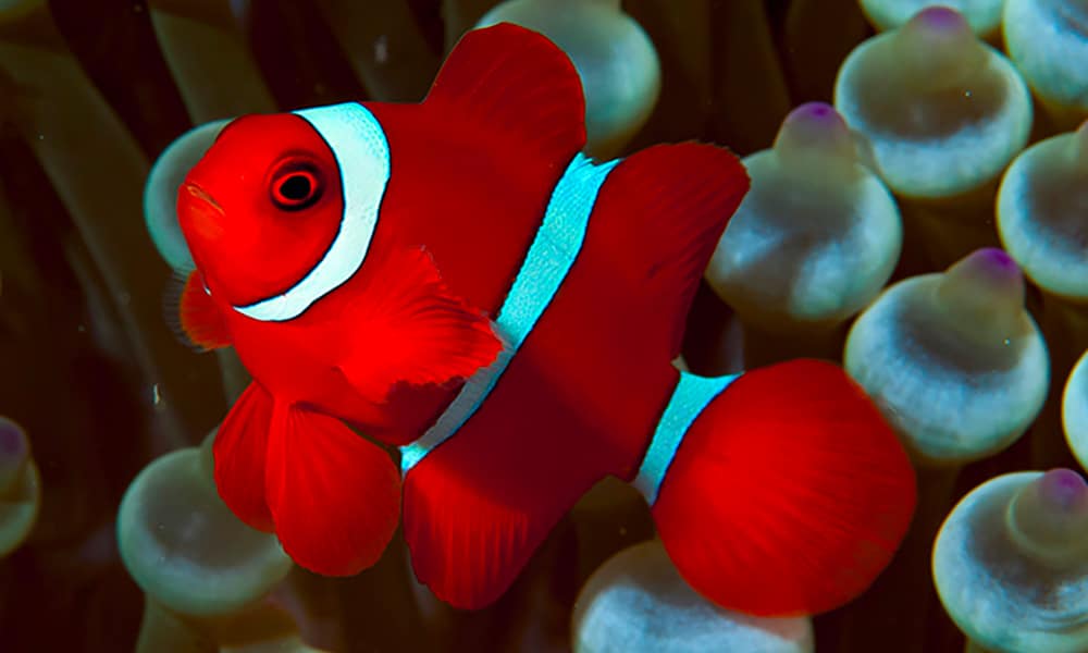 Poisson-clown épineux