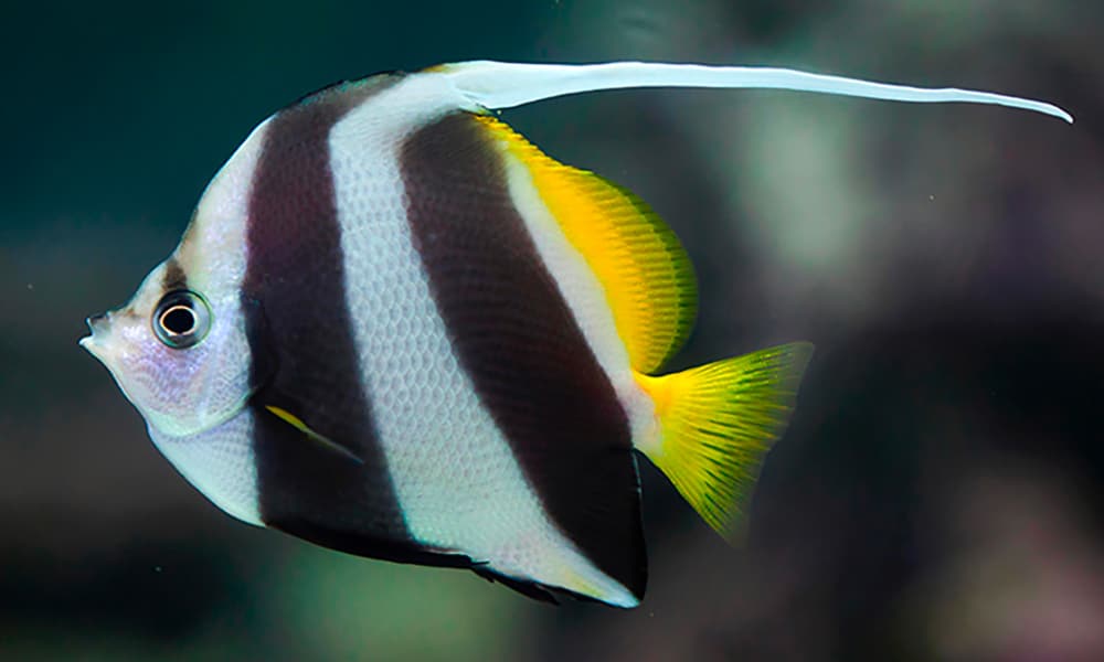 Poisson-cocher commun