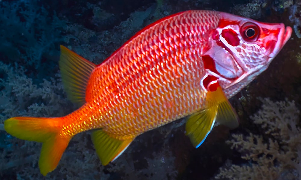 Poisson-écureuil géant