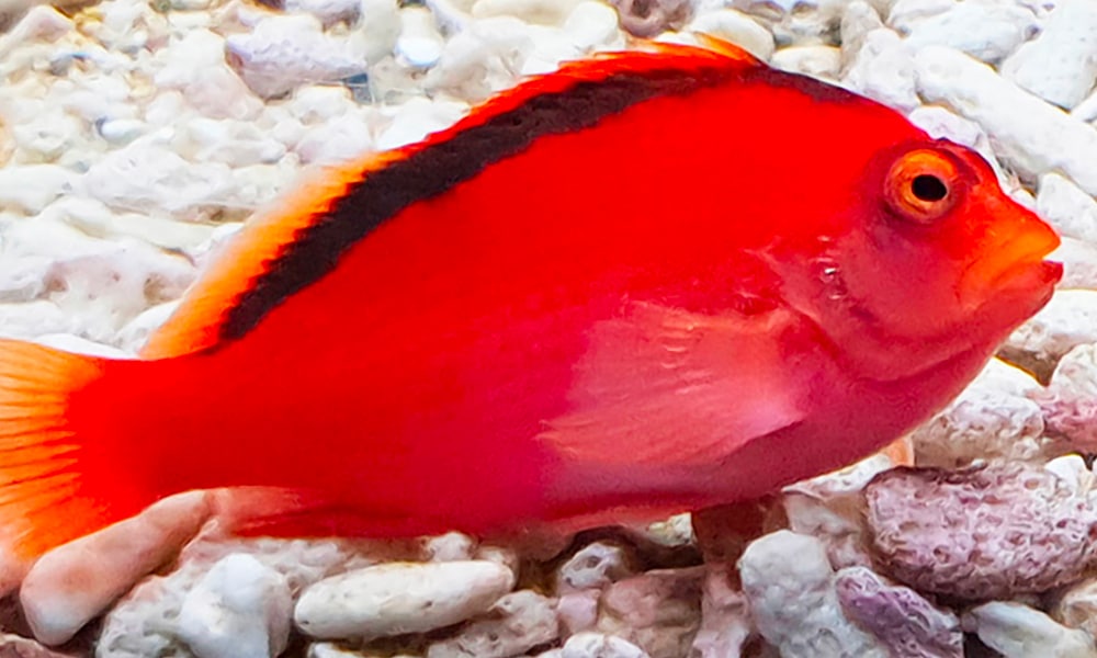 Poisson faucon flamme
