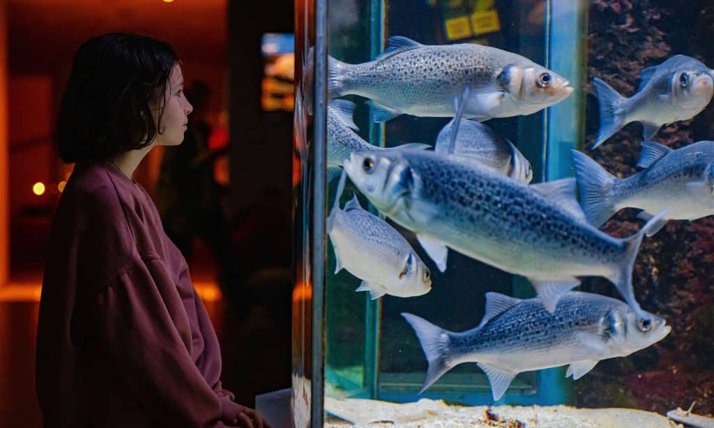 Golfe de Gascogne - Aquarium de Biarritz