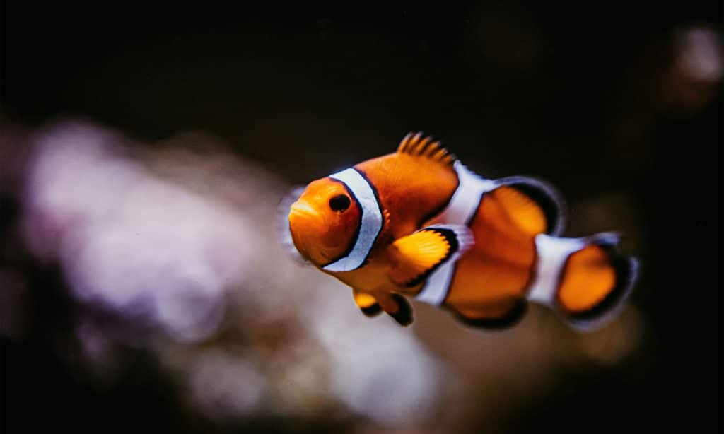 Poisson-clown de l'Aquarium de Biarritz