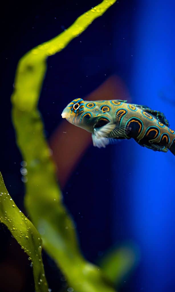 Poisson mandarin de l'Aquarium de Biarritz