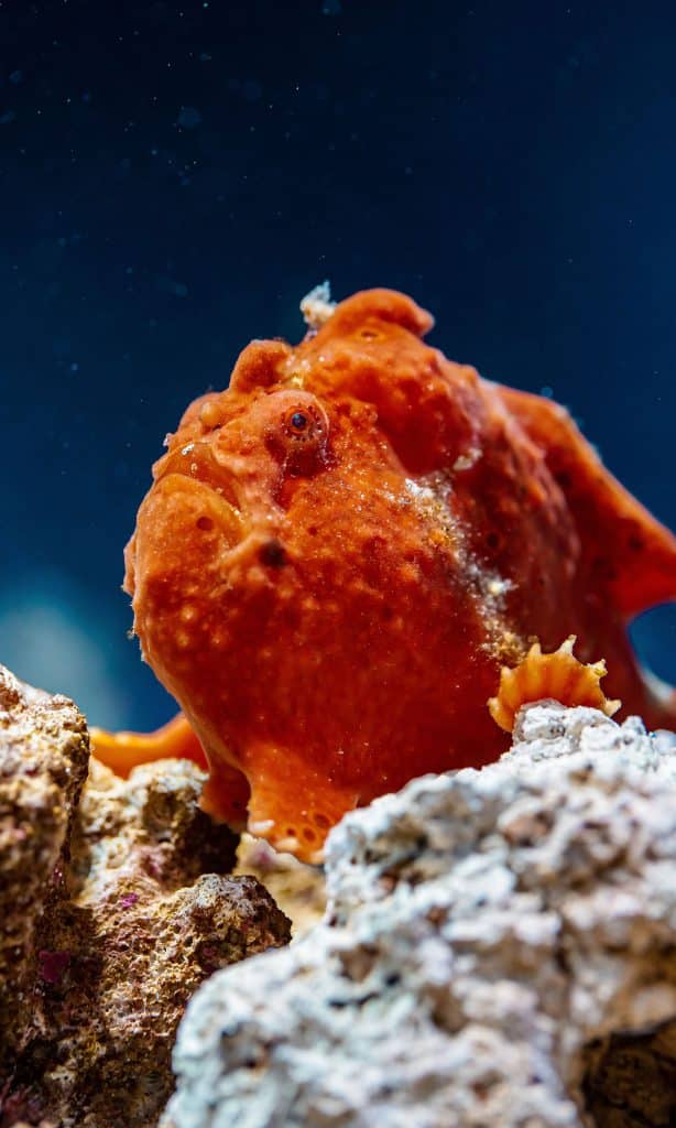 Poisson de l'Aquarium de Biarritz