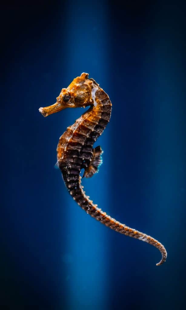 Hippocampe de l'Aquarium de Biarritz
