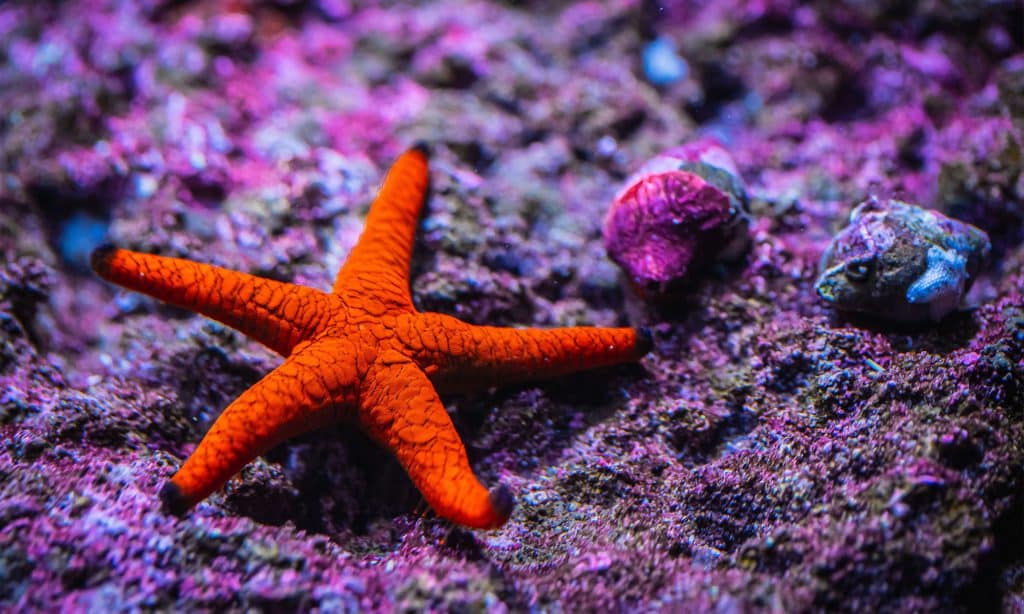 Etoile de mer de l'Aquarium de Biarritz