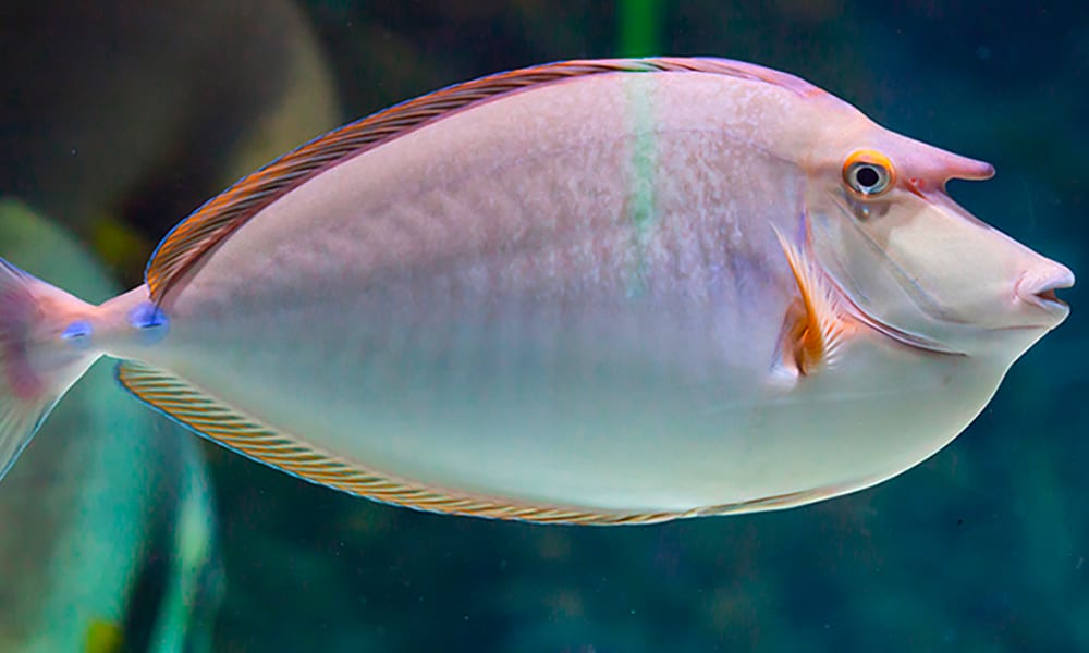Poisson-licorne