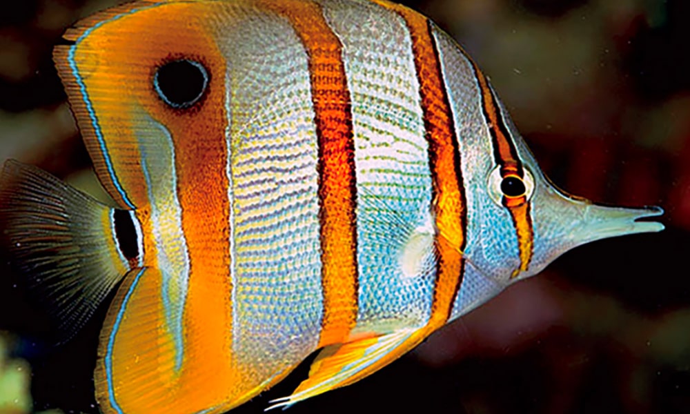 Poisson-papillon à bandes cuivrées