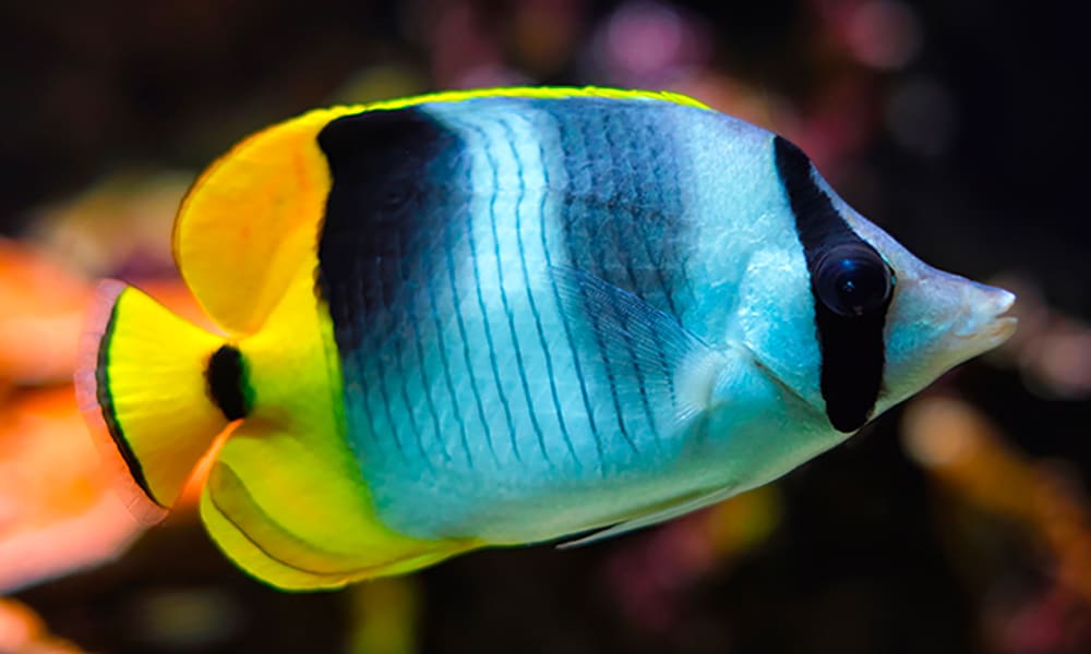 Poisson-papillon à selles