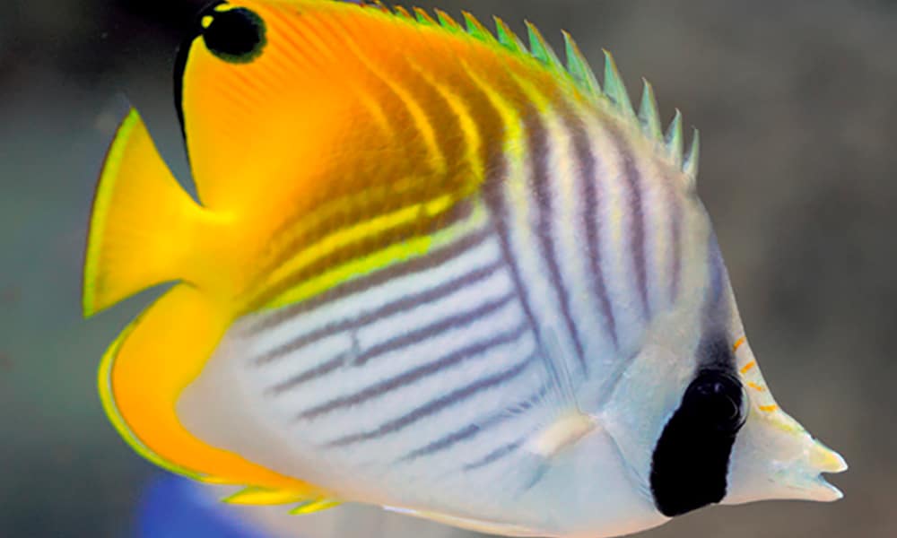 Poisson-papillon jaune