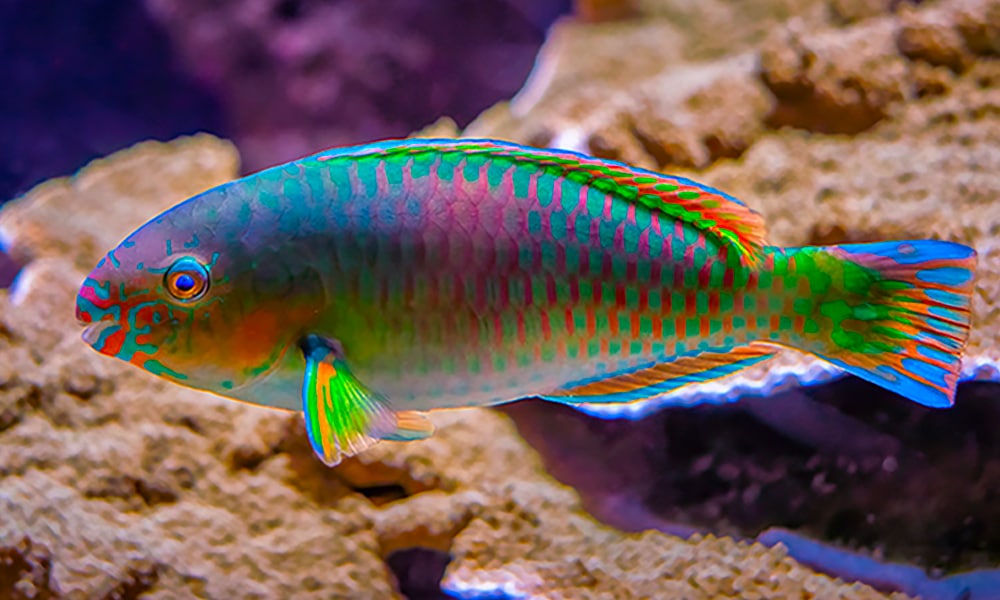 Poisson perroquet de Quoy