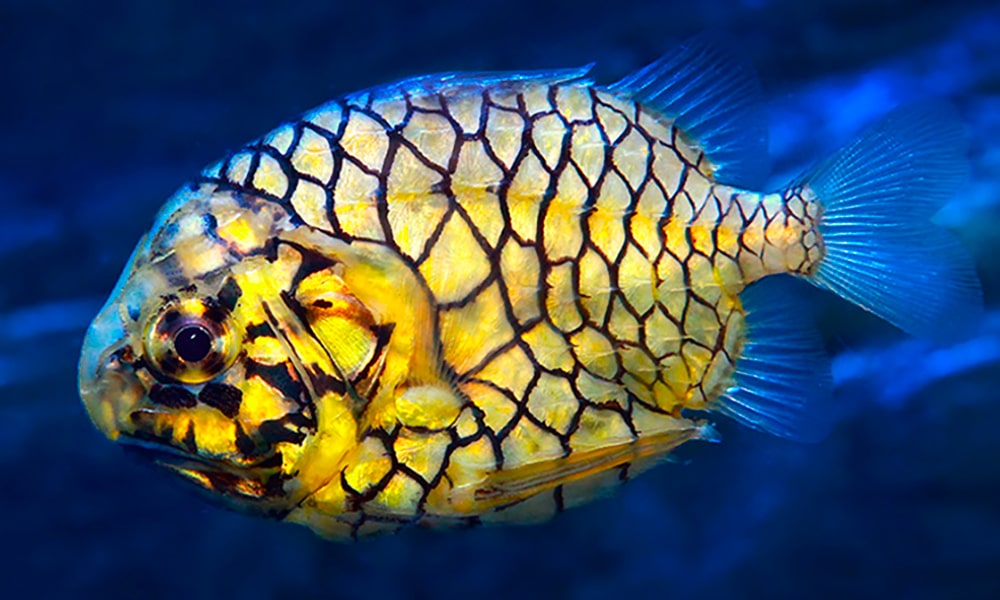 Poisson pomme de pin