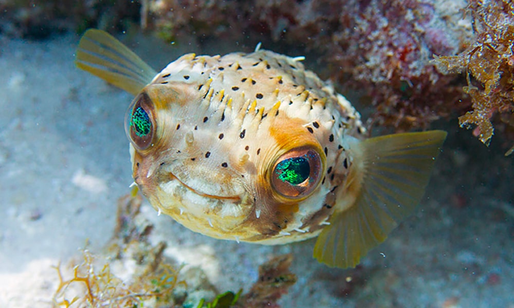 Poisson porc-épic à taches