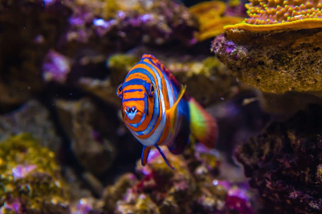 Poisson tropical de l’Aquarium de Biarritz