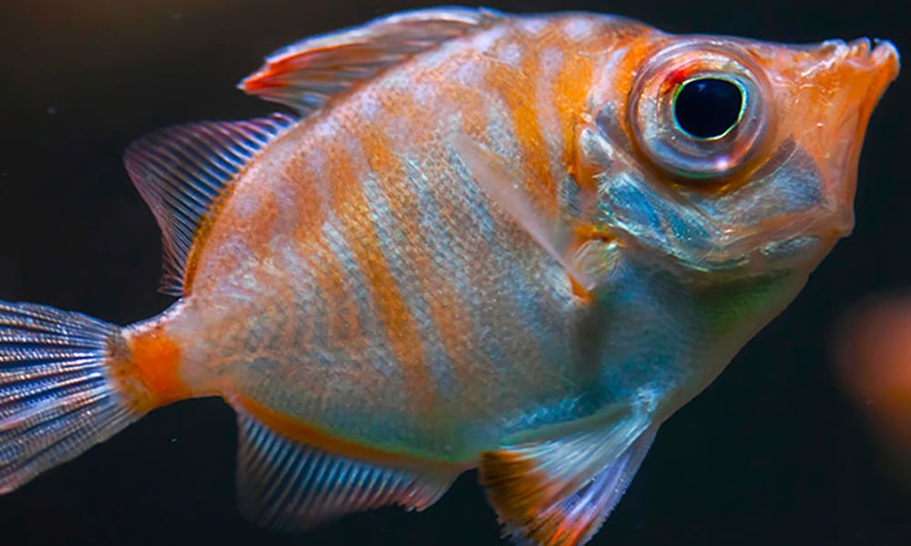 Poisson sanglier