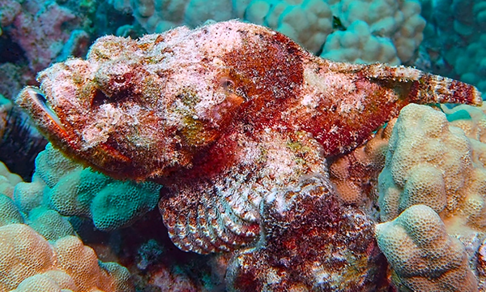 Poisson-scorpion diable