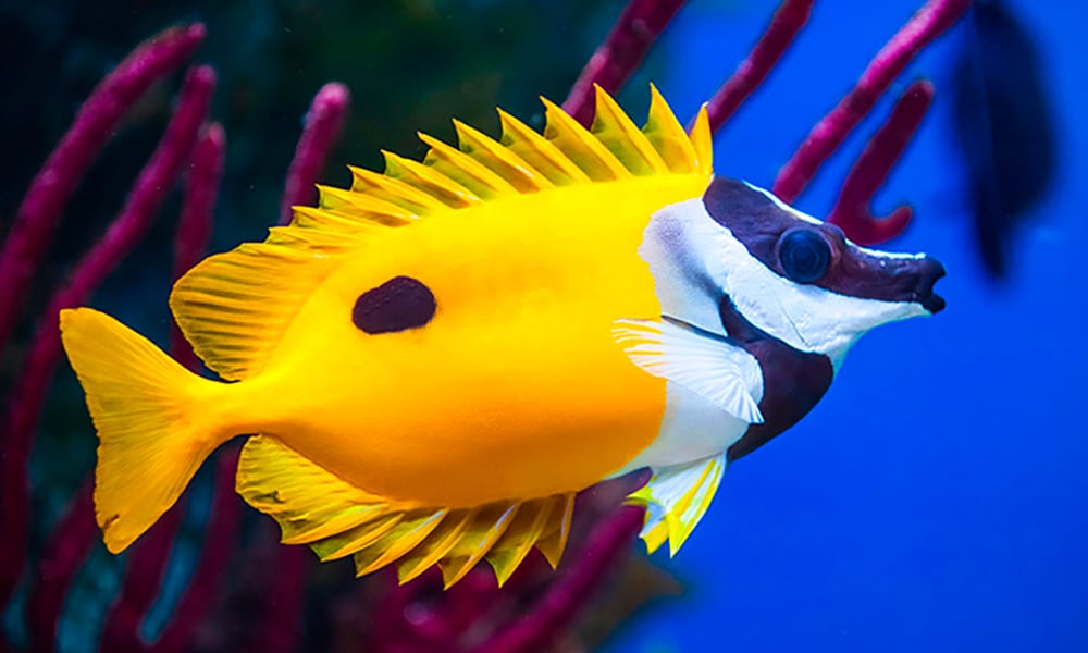 Poisson tête de renard