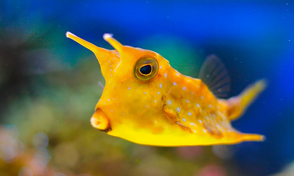 Poisson-vache à longues cornes