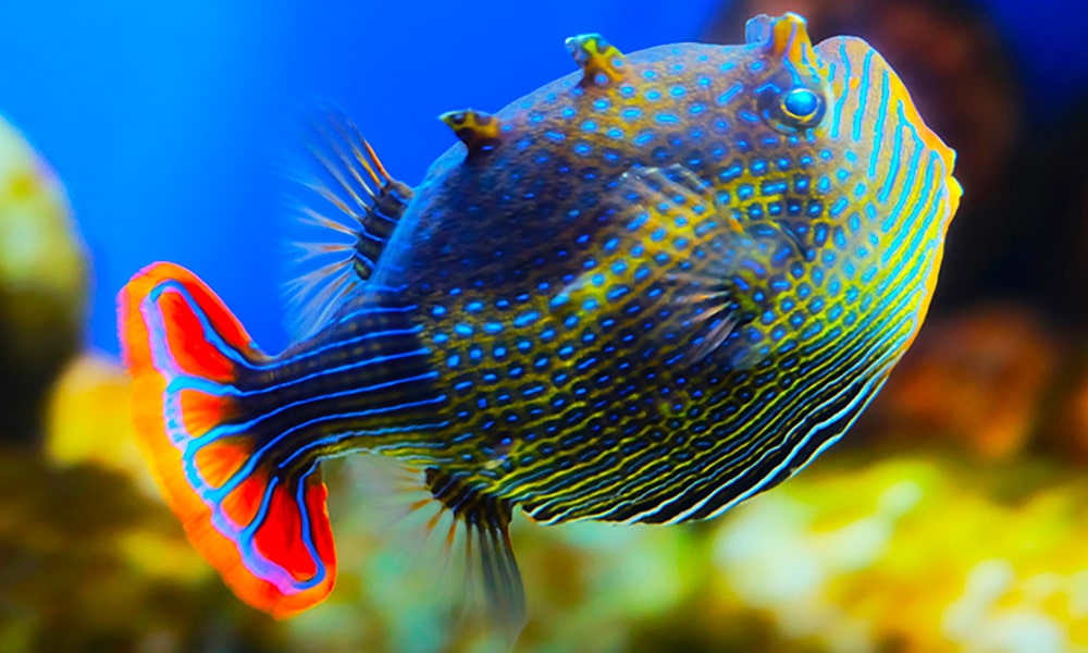 Poisson vache orné