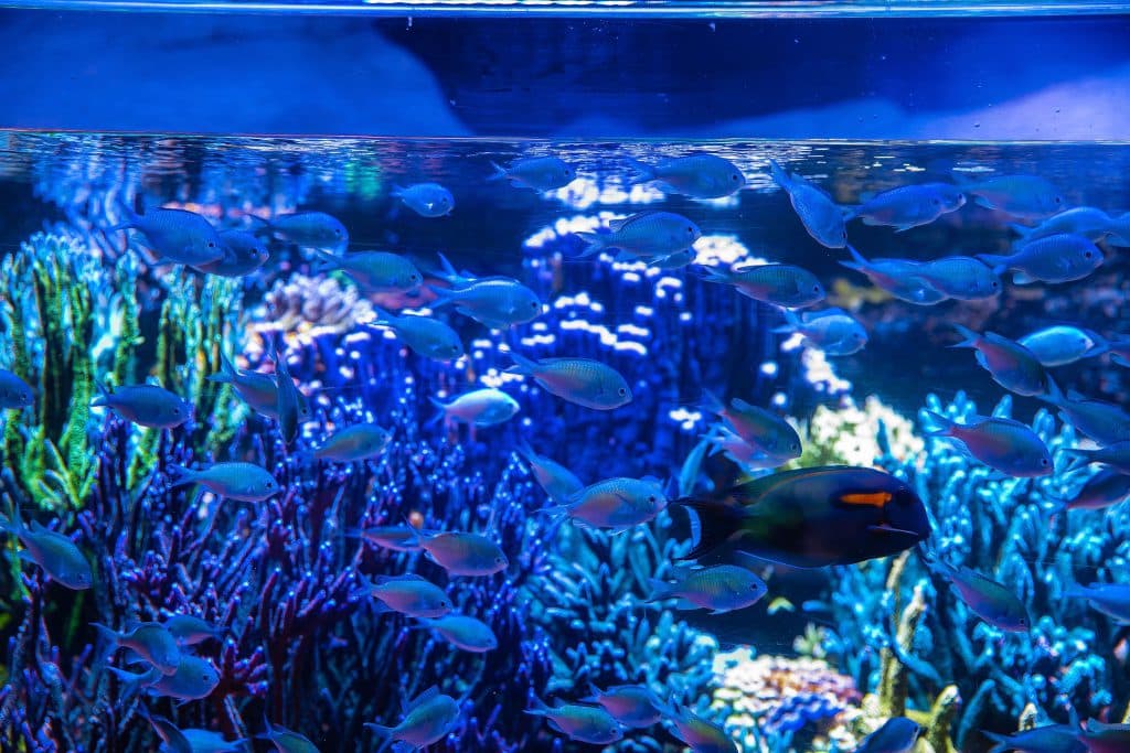 Les espèces de l’Aquarium de Biarritz