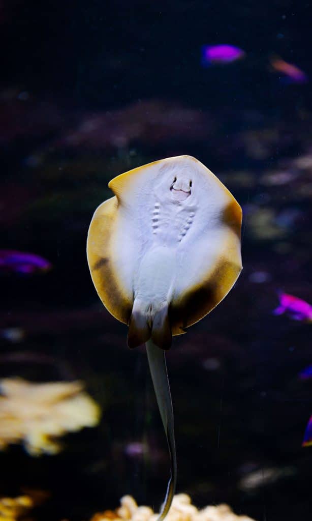 Raie pastenague à points bleus de l’Aquarium de Biarritz