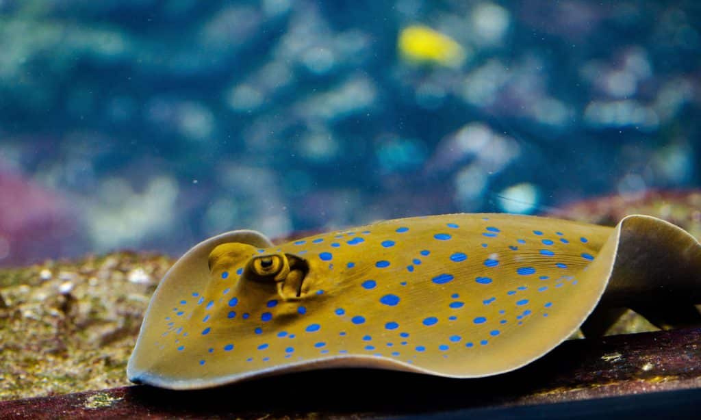 Raie de l’Aquarium de Biarritz