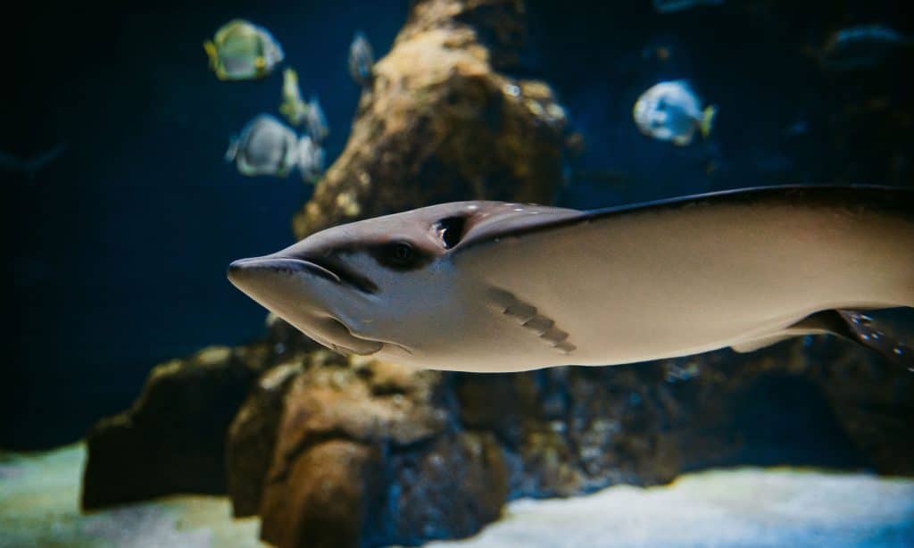 Raie aigle de mer à l’Aquarium de Biarritz