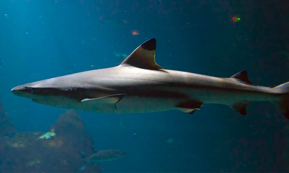 Requin à pointes noires