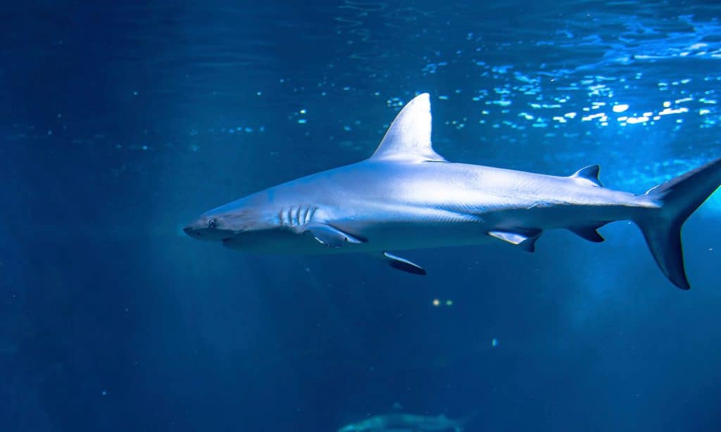Requin de l'Aquarium de Biarritz