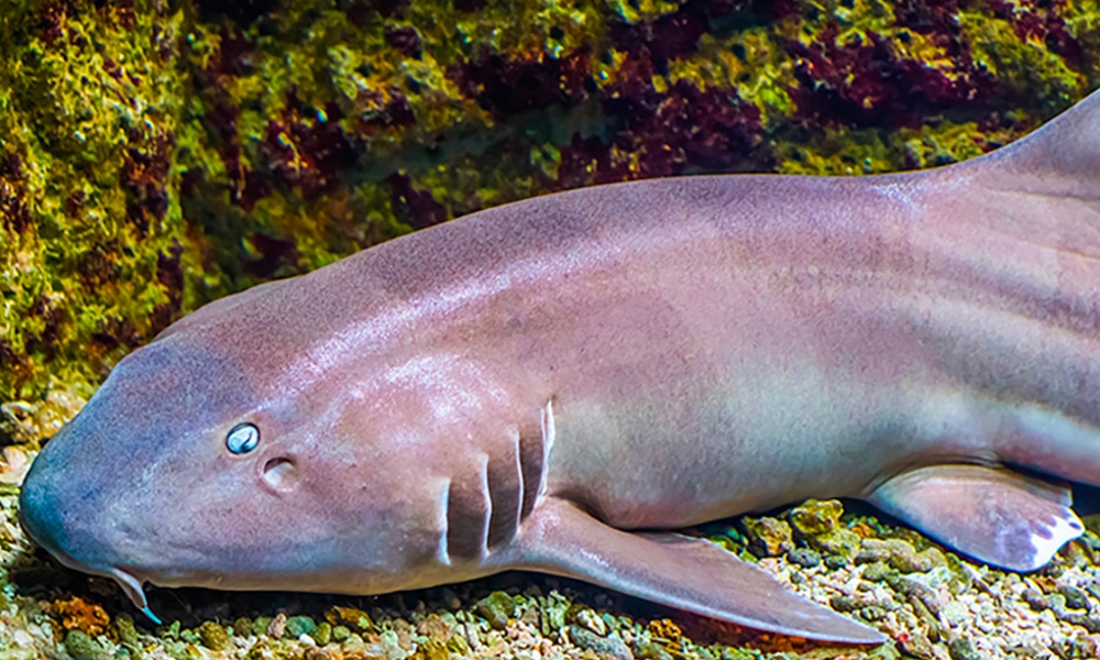 Requin-chabot bambou