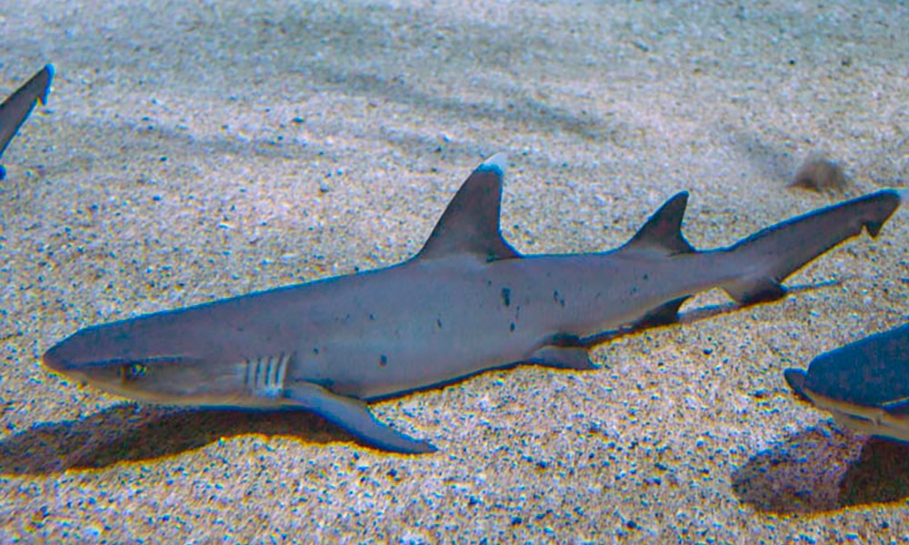 Requin-corail