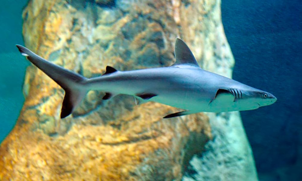 Requin gris de récif