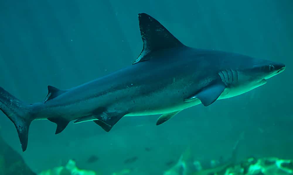 Requin gris