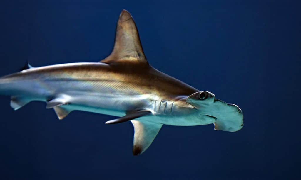 Requin-marteau - Aquarium de Biarritz