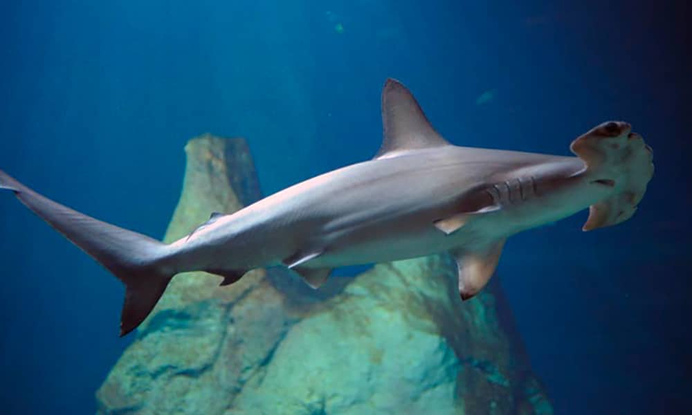 Requin-marteau halicorne