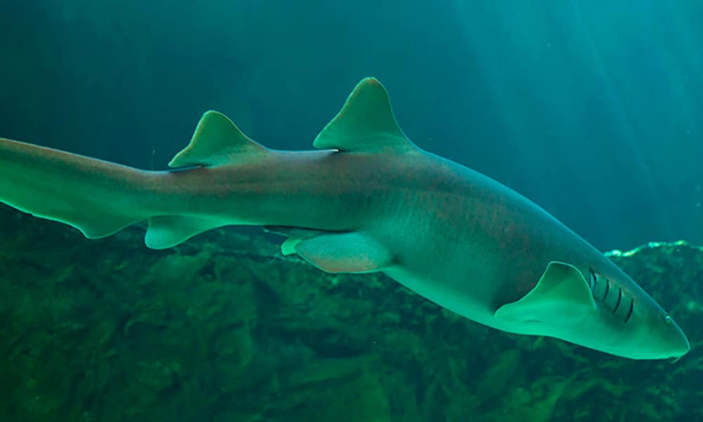 Requin-nourrice