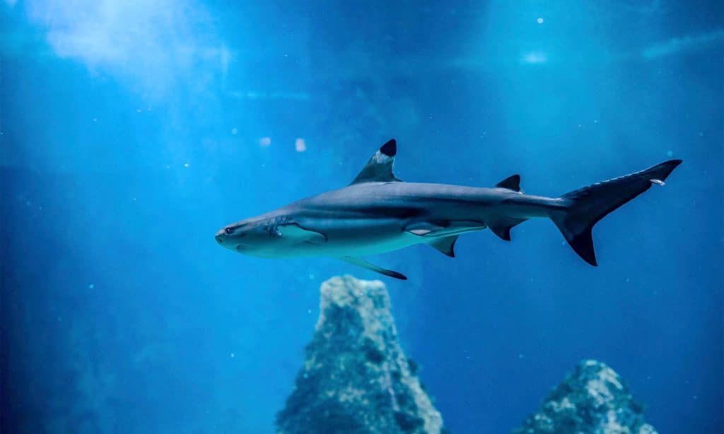 Requin à pointes noires de l’Aquarium de Biarritz