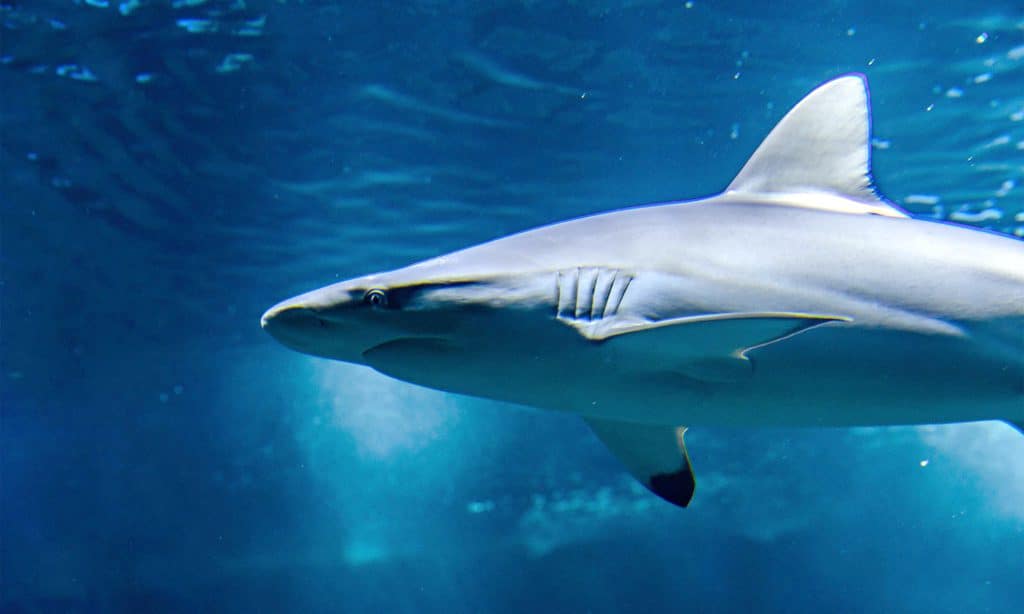 Requin à pointes noires de l'Aquarium de Biarritz