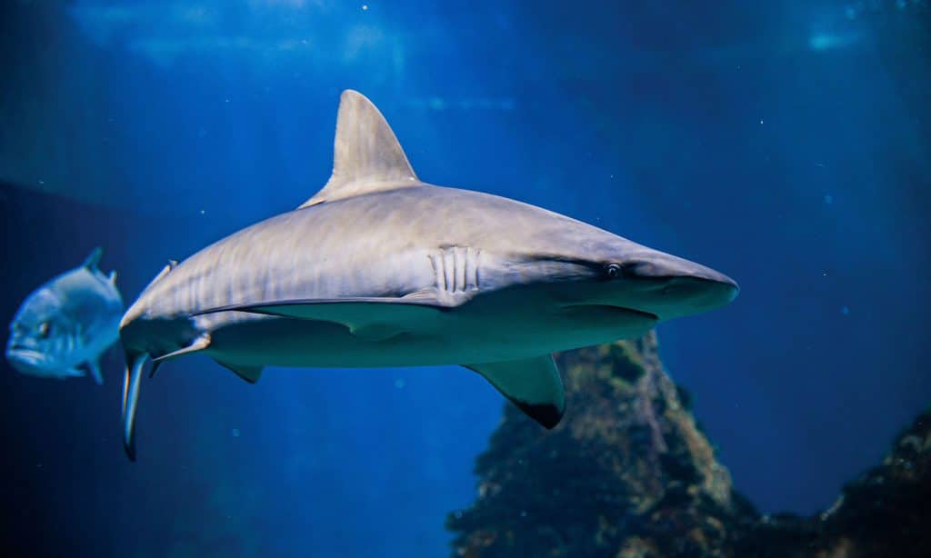 Requin à pointes noires de l’Aquarium de Biarritz