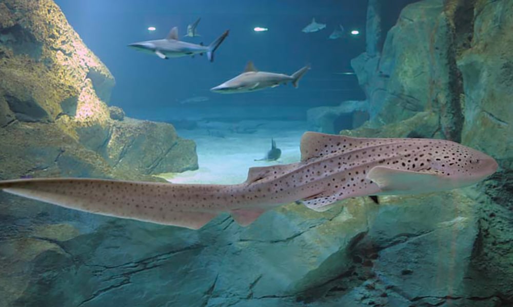 Requin-zèbre