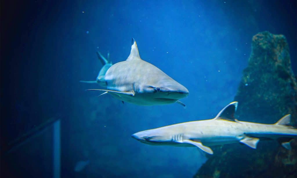 Requins de l'Aquarium de Biarritz