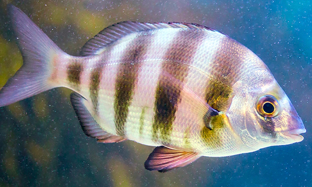 Sar tambour