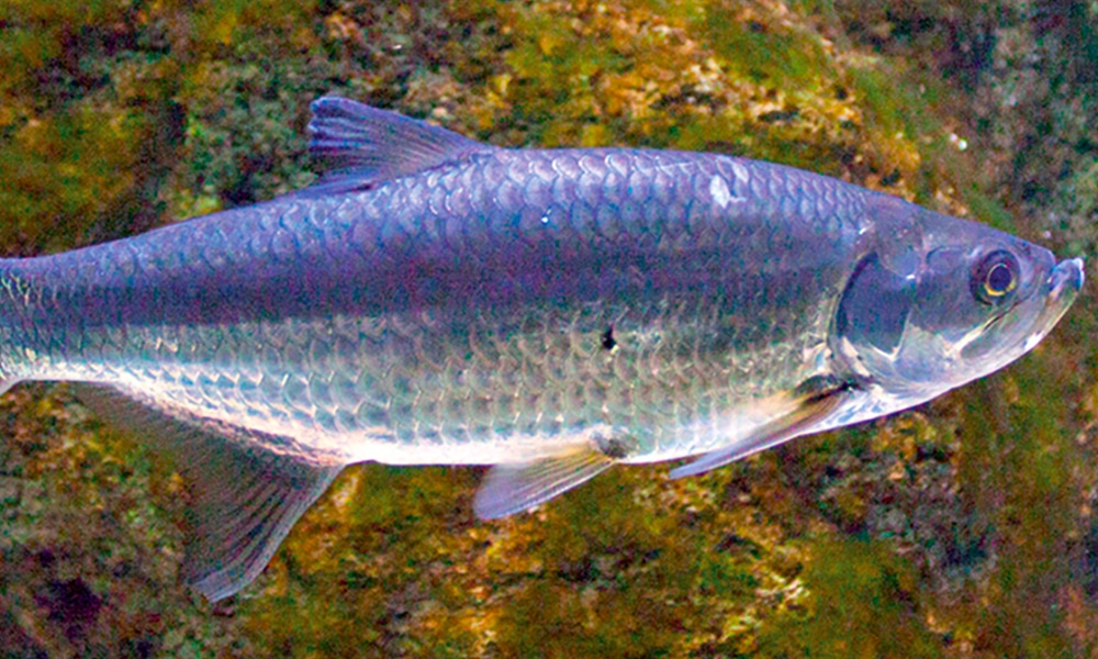 Tarpon