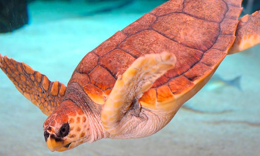 Tortue caouanne