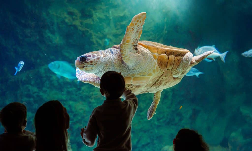 Tortue caouanne de l’Aquarium de Biarritz