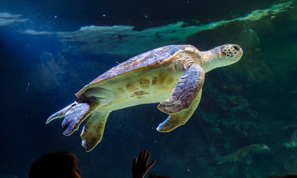 Tortue caouanne - Aquarium de Biarritz