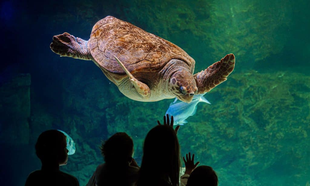 Tortue caouanne de l’Aquarium de Biarritz