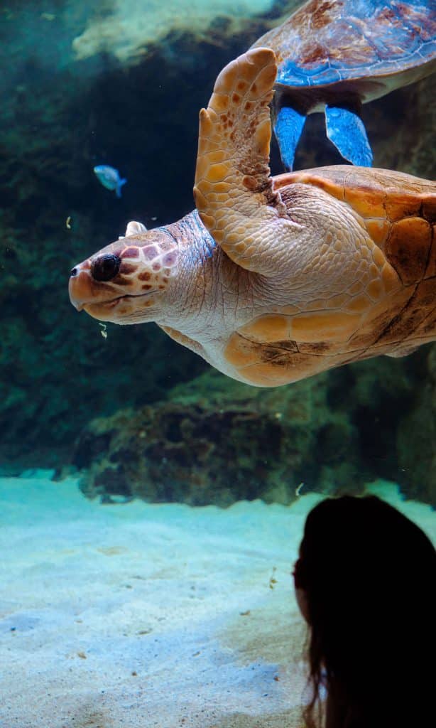 Alice la tortue caouanne de l’Aquarium de Biarritz