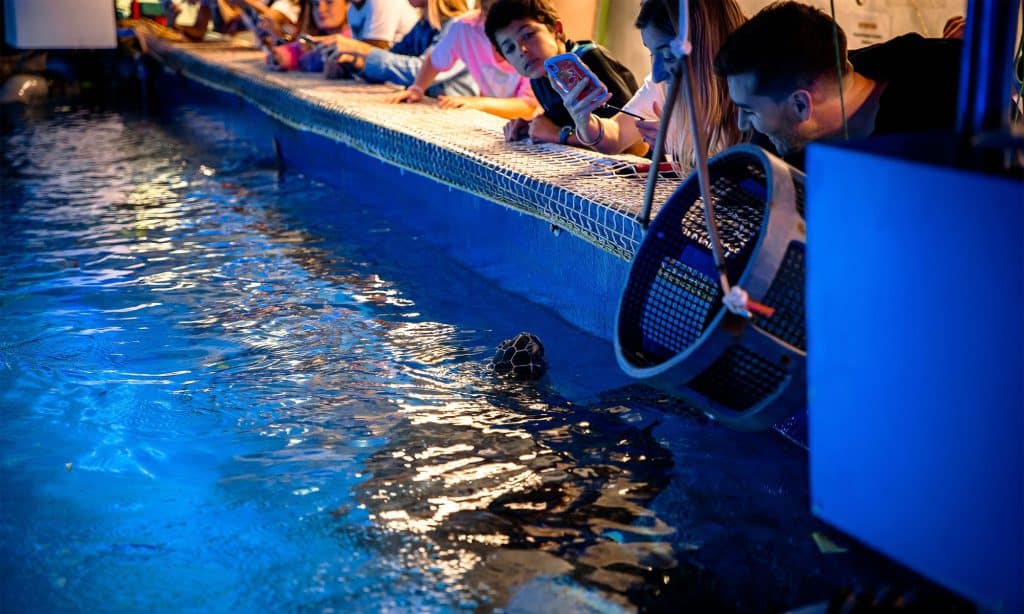Nourrissage des tortues de l’Aquarium de Biarritz