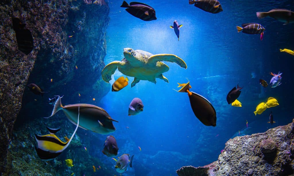 Tortue de la zone Indo-Pacifique de l’Aquarium de Biarritz